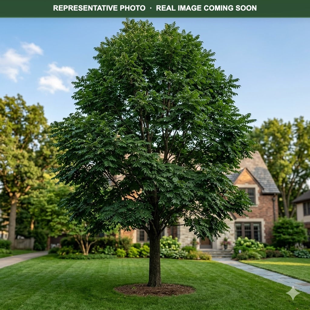 Decaf Kentucky Coffeetree (Gymnocladus dioicus) — Edina, MN