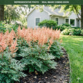 Delft Lace Astilbe (Astilbe) — Woodbury, MN