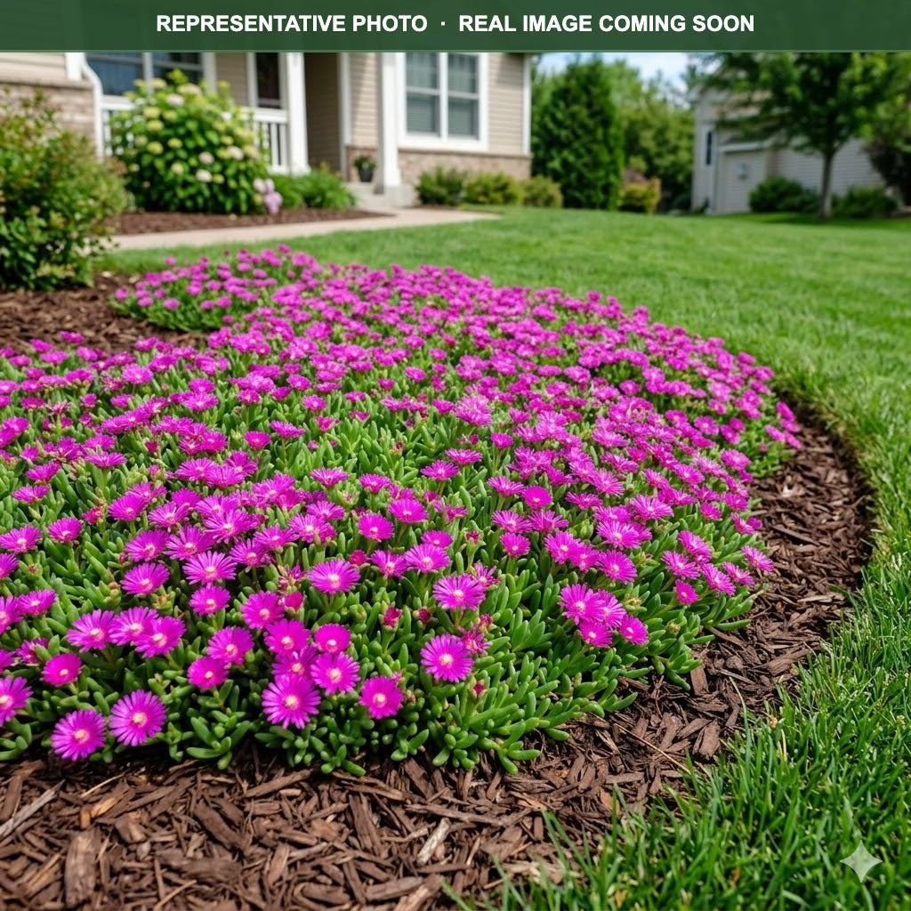 Delmara Fuchsia Ice Plant (Delosperma) bloom detail — Eden Prairie, MN
