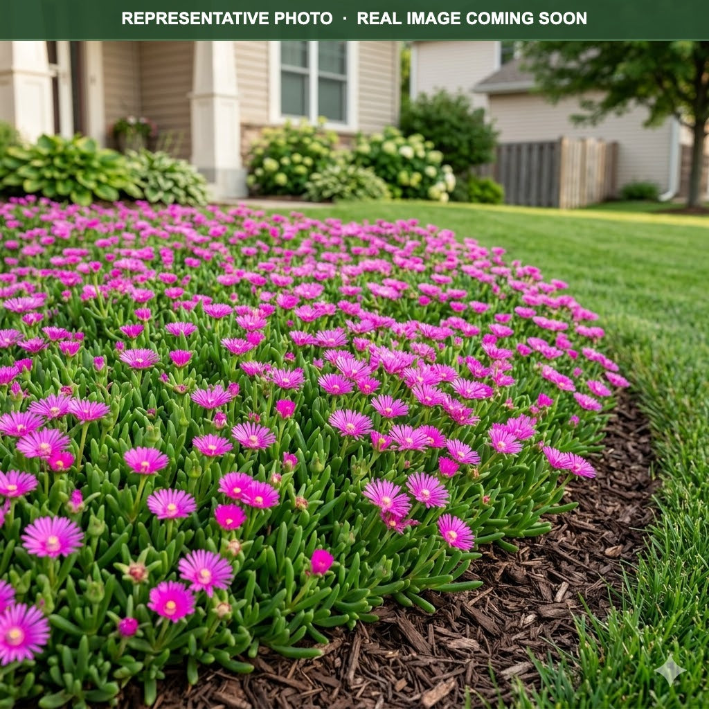 Delmara Pink Ice Plant (Delosperma) bloom detail — Plymouth, MN