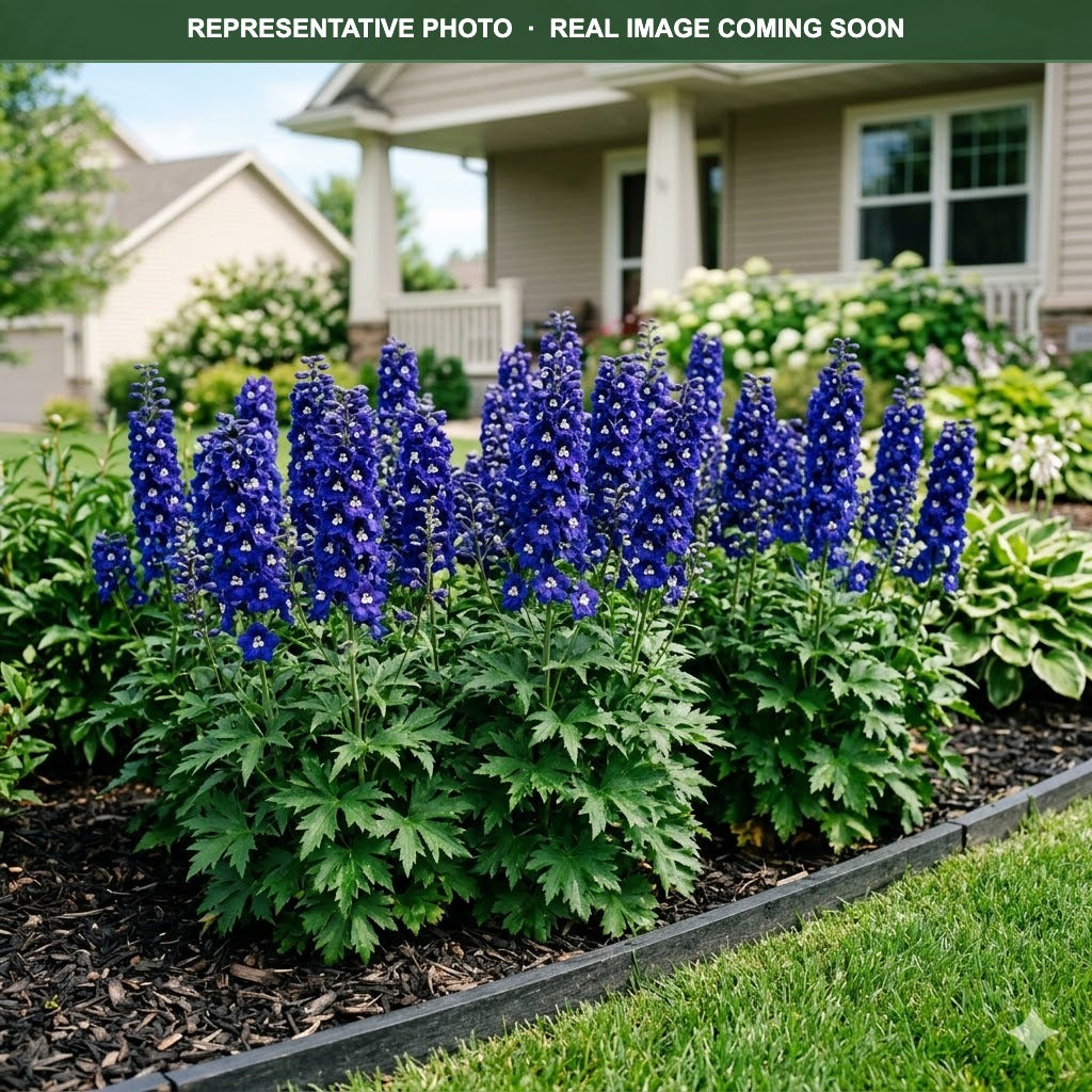 Delphina Dark Blue White Bee Delphinium (Delphinium) — Maple Grove, MN