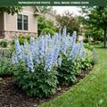 Delphina Light Blue White Bee Delphinium (Delphinium) — Bloomington, MN
