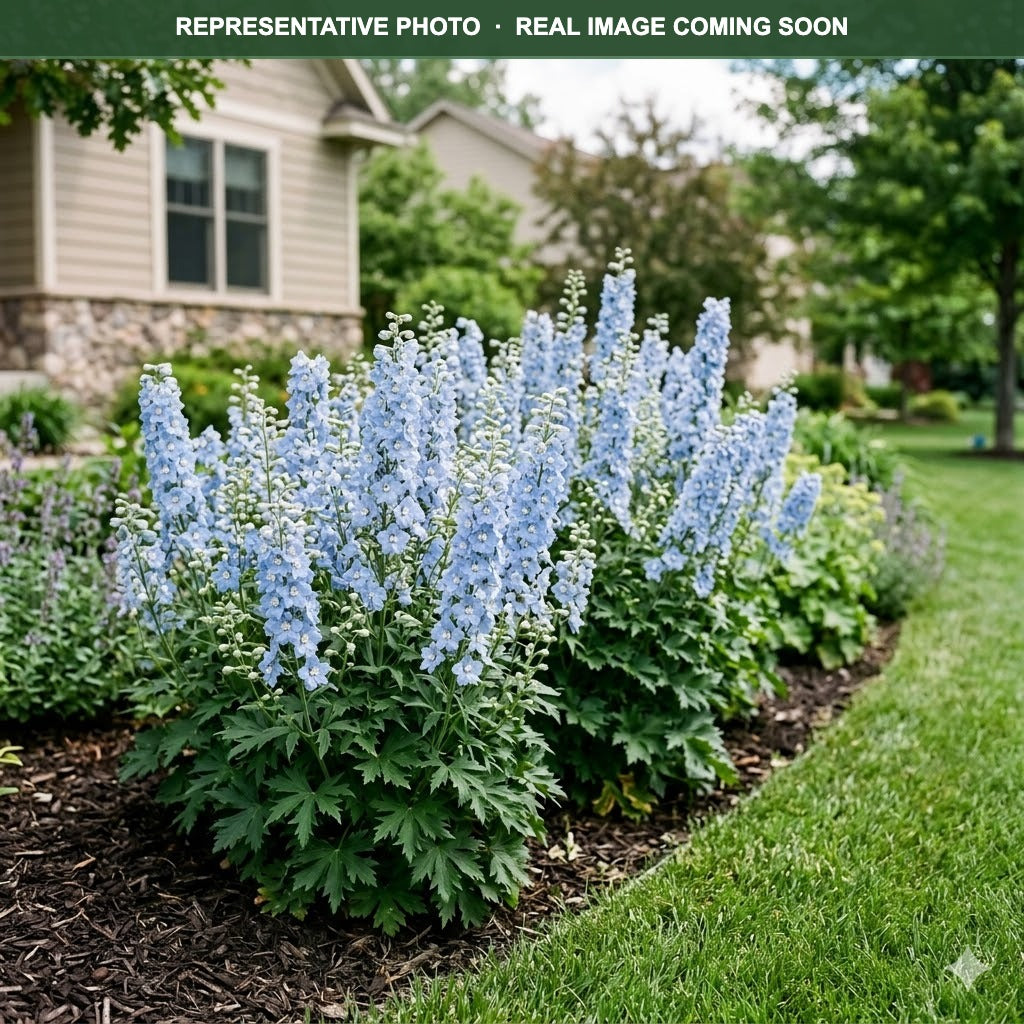 Delphina Light Blue White Bee Delphinium (Delphinium) — Bloomington, MN