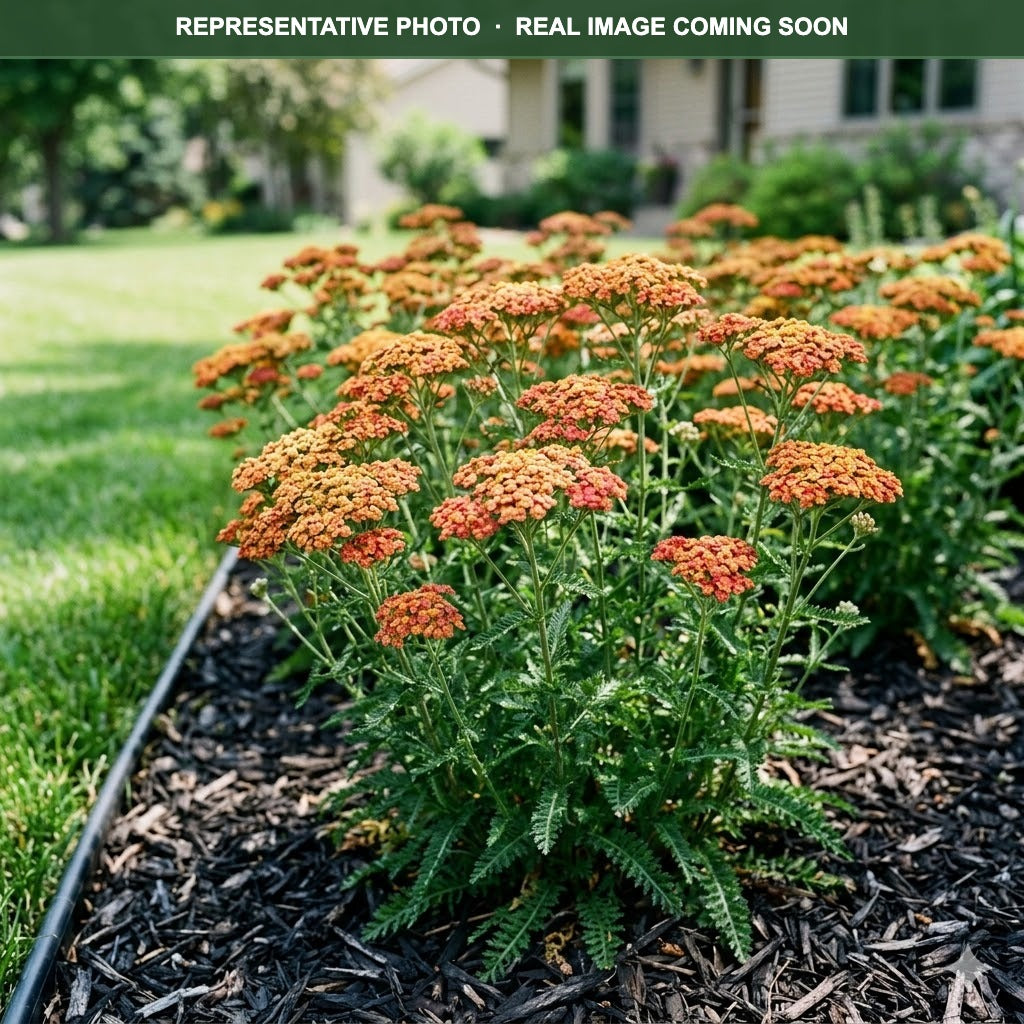 Desert Eve Terracotta Yarrow (Achillea) — Burnsville, MN
