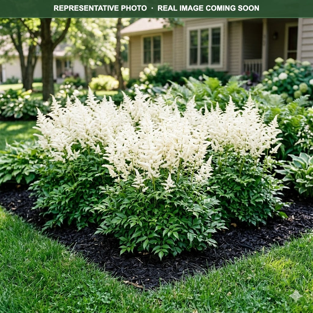 Deutschland Astilbe (Astilbe) — Lakeville, MN