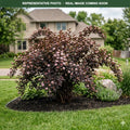 Diabolo Ninebark (Physocarpus opulifolius) — Wayzata, MN