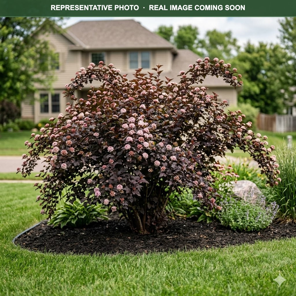 Diabolo Ninebark (Physocarpus opulifolius) — Wayzata, MN