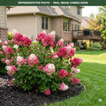 Diamond Rouge Hydrangea (Hydrangea paniculata) — Chanhassen, MN