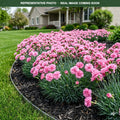 Double Bubble Dianthus (Dianthus) — Wayzata, MN