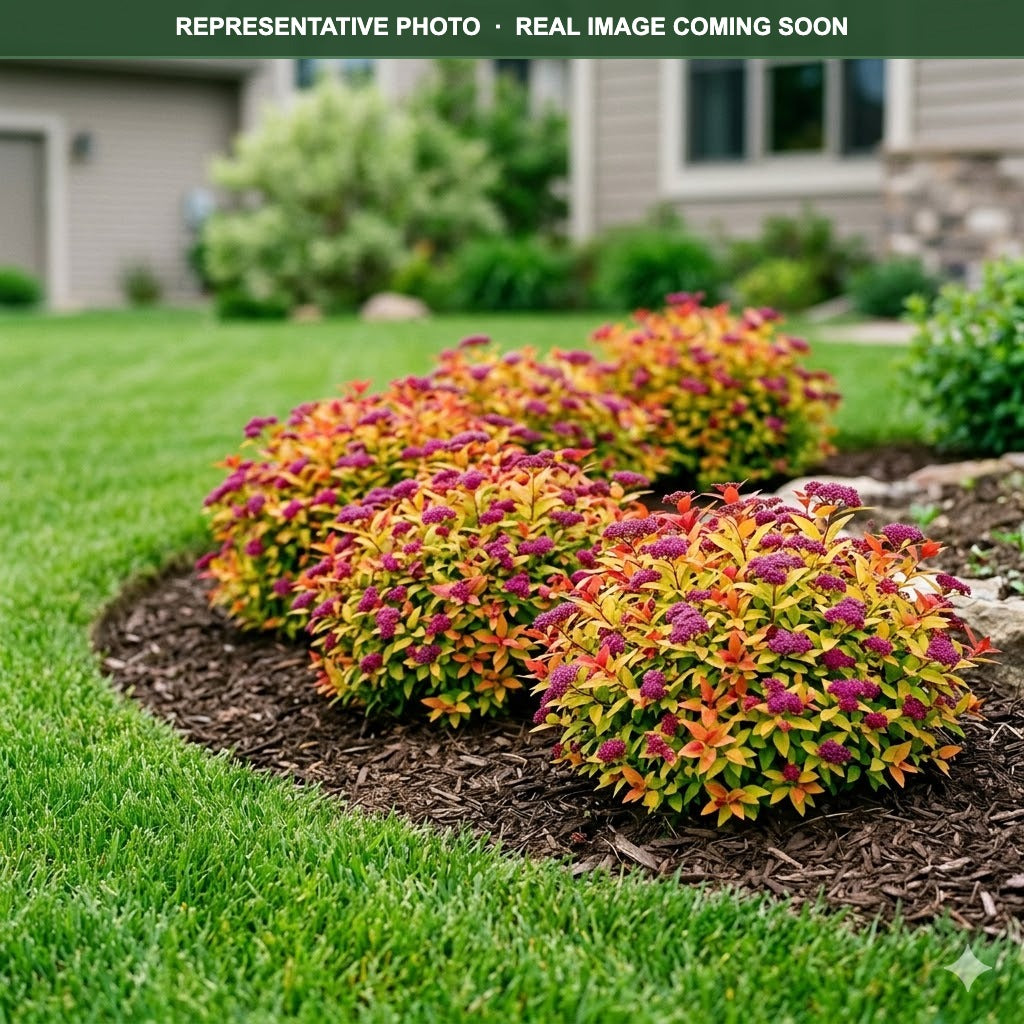Double Play Candy Corn Spirea (Spiraea japonica) — Minneapolis, MN