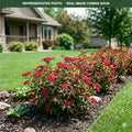 Double Play Red Spirea (Spiraea japonica) — Edina, MN