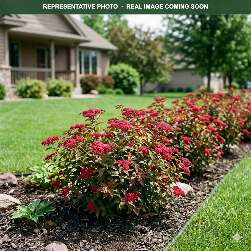 Double Play Red Spirea (Spiraea japonica) — Edina, MN