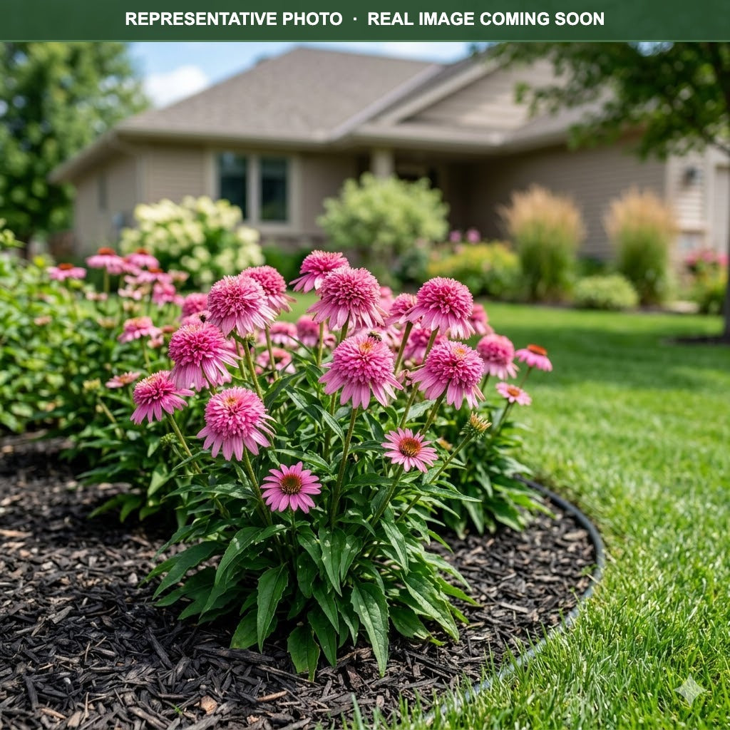 Double Scoop Bubble Gum Coneflower (Echinacea) — Chanhassen, MN