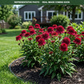 Double Scoop Cranberry Coneflower (Echinacea) — Minneapolis, MN