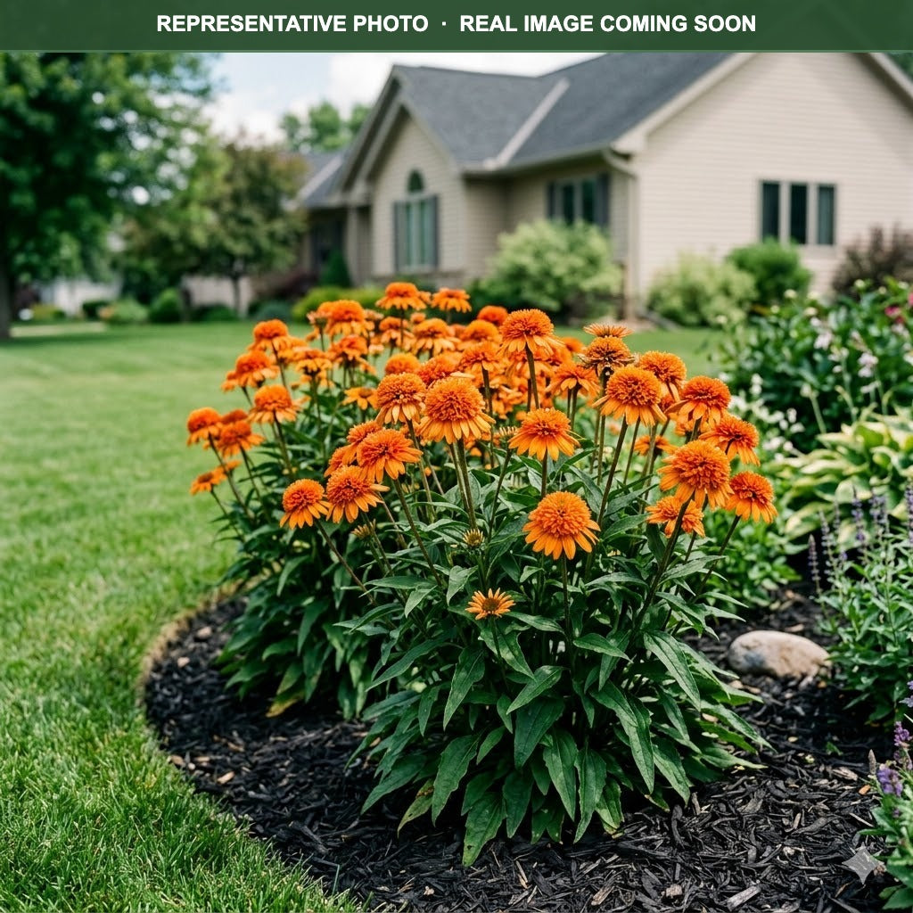 Double Scoop Mandarin Coneflower (Echinacea) — Edina, MN