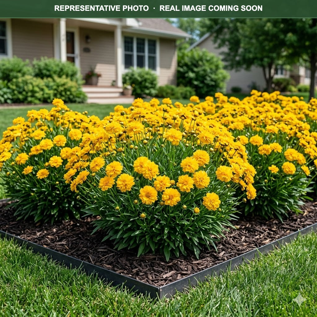 Double the Sun Coreopsis (Coreopsis) — Woodbury, MN