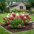 Dragon Baby Hydrangea (Hydrangea paniculata) — Minnetonka, MN