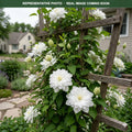 Duchess of Edinburgh Clematis (Clematis) — Maplewood, MN