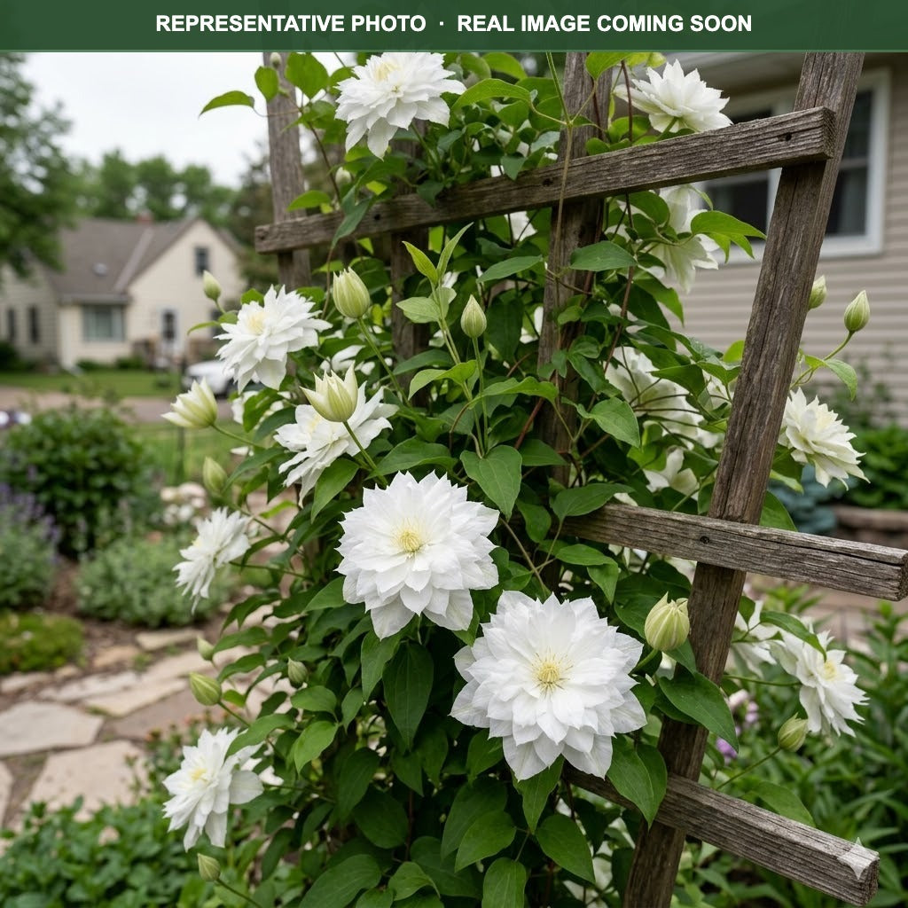 Duchess of Edinburgh Clematis (Clematis) — Maplewood, MN