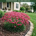 Dusseldorf Pride Sea Thrift (Armeria maritima) — Eden Prairie, MN