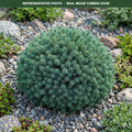 Dwarf Black Spruce (Picea mariana) — St. Paul, MN