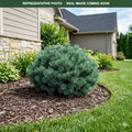 Dwarf Blue Scotch Pine (Pinus sylvestris) — Edina, MN