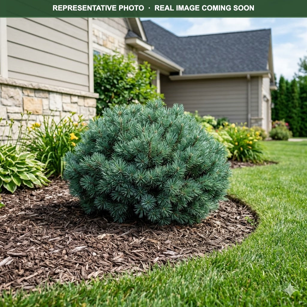 Dwarf Blue Scotch Pine (Pinus sylvestris) — Edina, MN