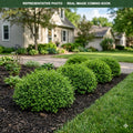 Dwarf European Viburnum (Viburnum opulus) — Minnetonka, MN