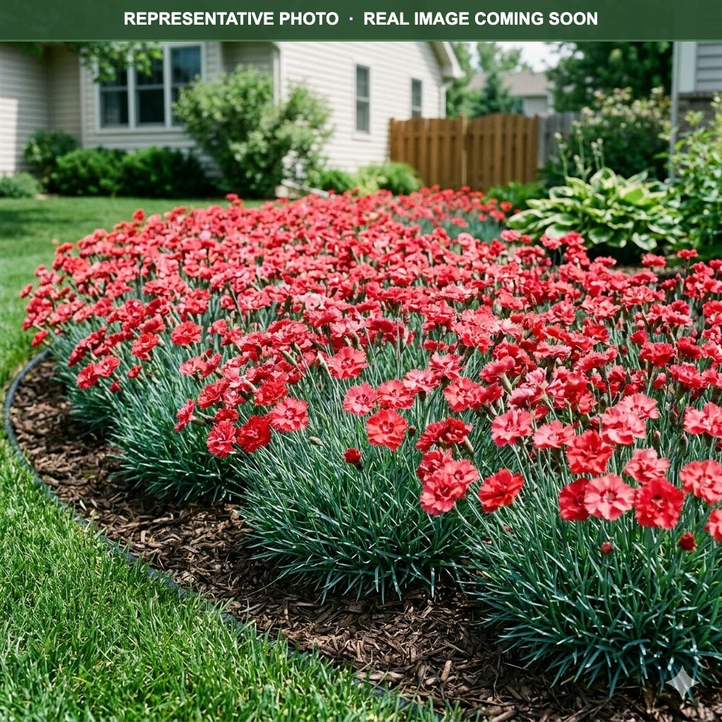 Early Bird Chili Dianthus (Dianthus) — Plymouth, MN