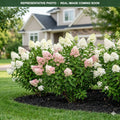 Early Evolution Hydrangea (Hydrangea paniculata) — Woodbury, MN