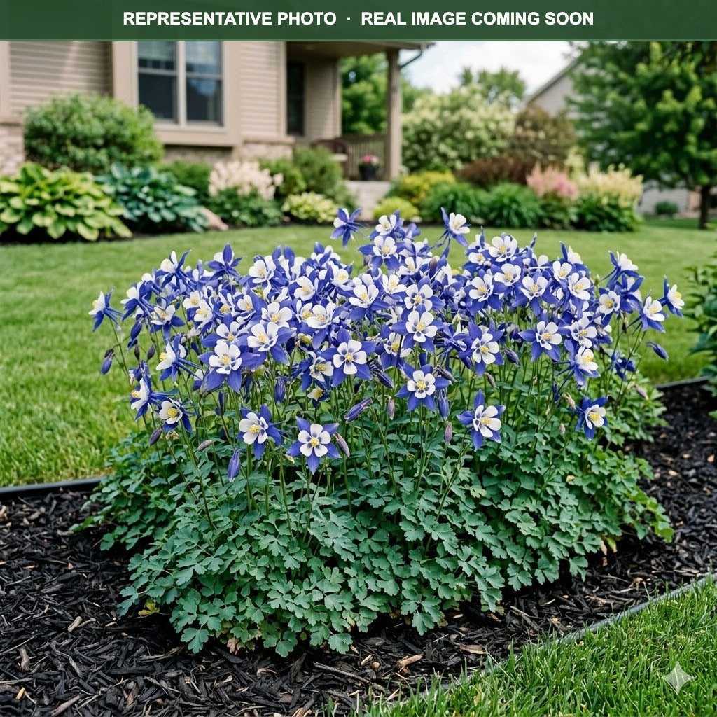 Earlybird Blue White Columbine (Aquilegia) — Maple Grove, MN
