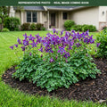 Earlybird Purple Blue Columbine (Aquilegia) — Bloomington, MN