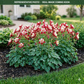 Earlybird Red White Columbine (Aquilegia) — Shoreview, MN