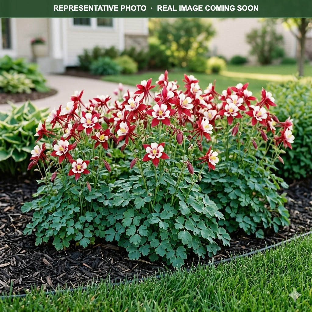 Earlybird Red White Columbine (Aquilegia) — Shoreview, MN