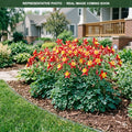 Earlybird Red Yellow Columbine (Aquilegia) — Burnsville, MN