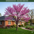 Eastern Redbud MN Strain (Cercis canadensis) — Minnetonka, MN