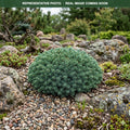 Echiniformis Hedgehog Spruce (Picea abies) — Eden Prairie, MN