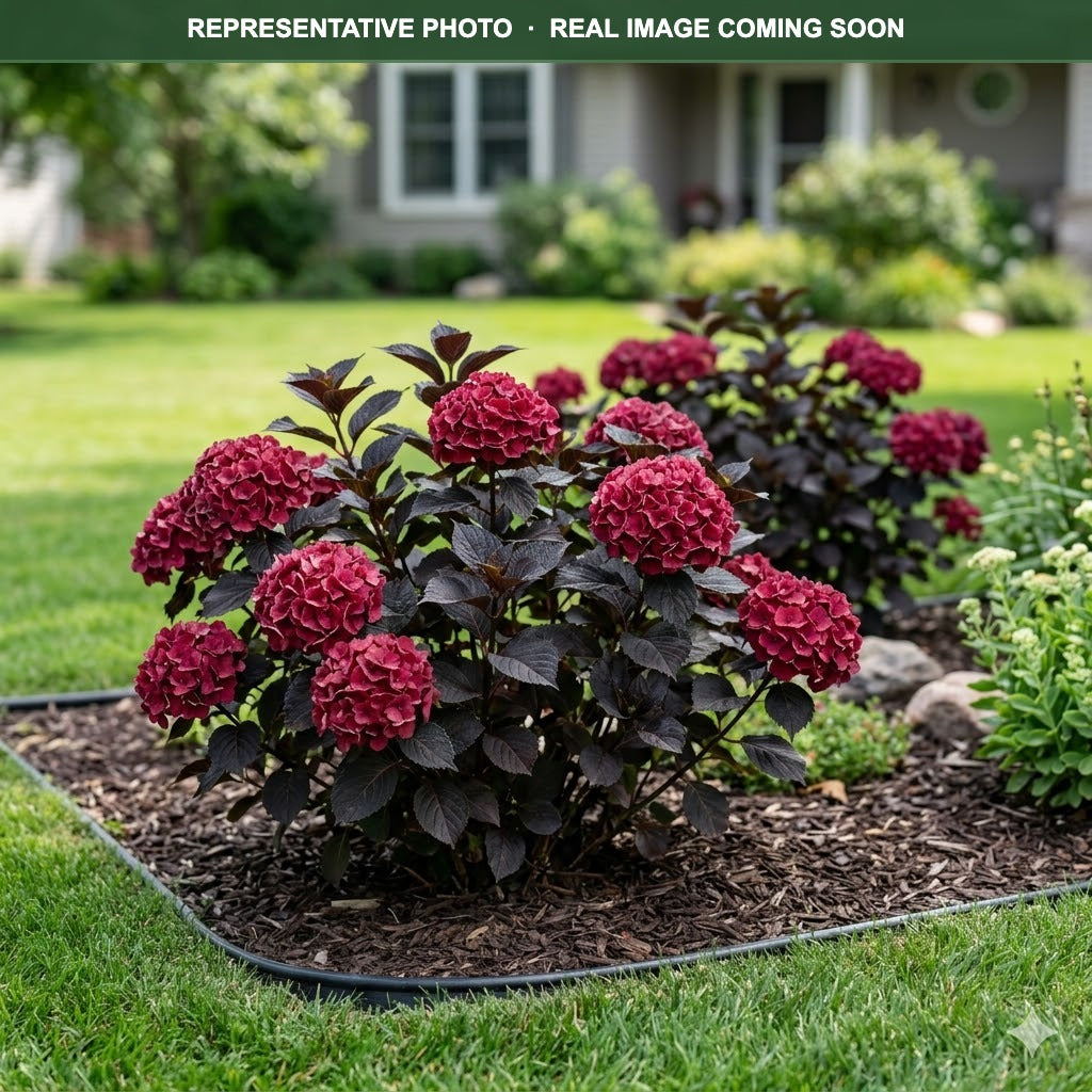 Eclipse Hydrangea (Hydrangea macrophylla) — Plymouth, MN