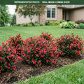 Electric Love Weigela (Weigela florida) — Maple Grove, MN