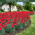 Electric Red Dianthus (Dianthus) — Minneapolis, MN