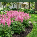 Elizabeth Van Veen Astilbe (Astilbe) — St. Paul, MN