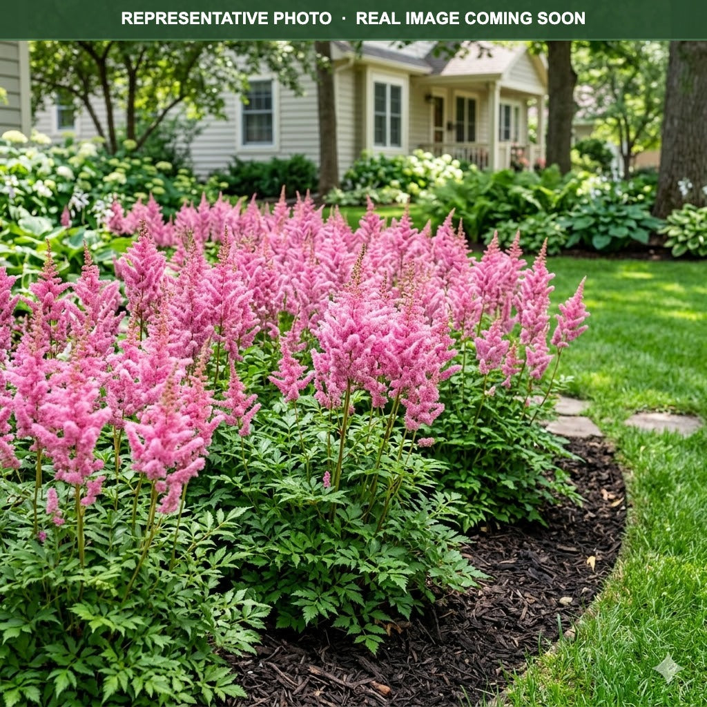 Elizabeth Van Veen Astilbe (Astilbe) — St. Paul, MN