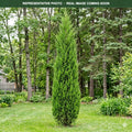 Emerald Feather Juniper (Juniperus) — Woodbury, MN