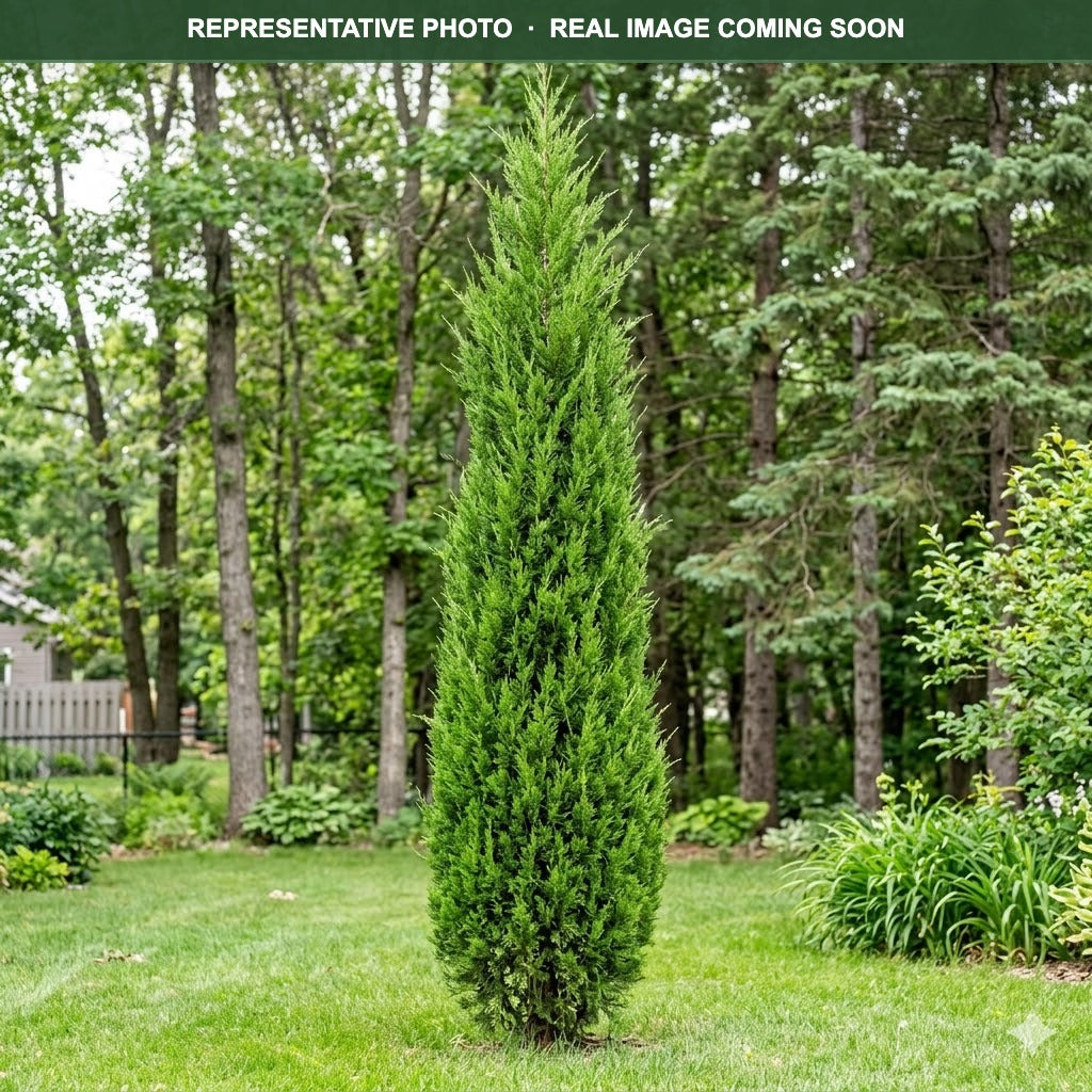 Emerald Feather Juniper (Juniperus) — Woodbury, MN