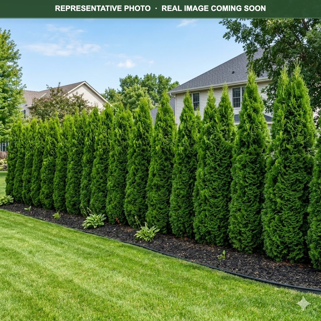 Emerald Green Arborvitae (Thuja occidentalis) — Eden Prairie, MN