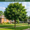 Emerald Lustre Norway Maple (Acer platanoides) — Plymouth, MN