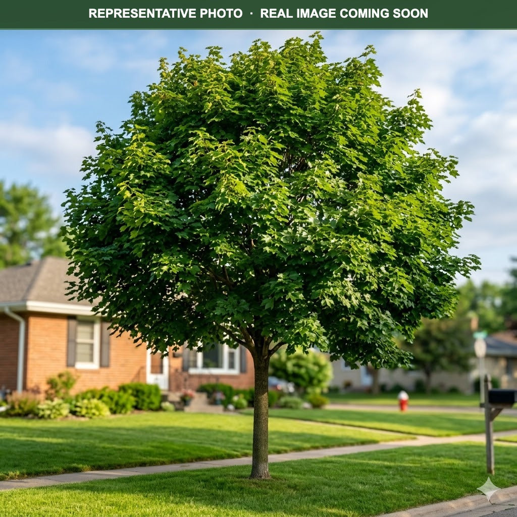 Emerald Lustre Norway Maple (Acer platanoides) — Plymouth, MN