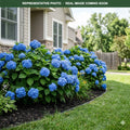 Endless Summer Original Hydrangea (Hydrangea macrophylla) — Bloomington, MN