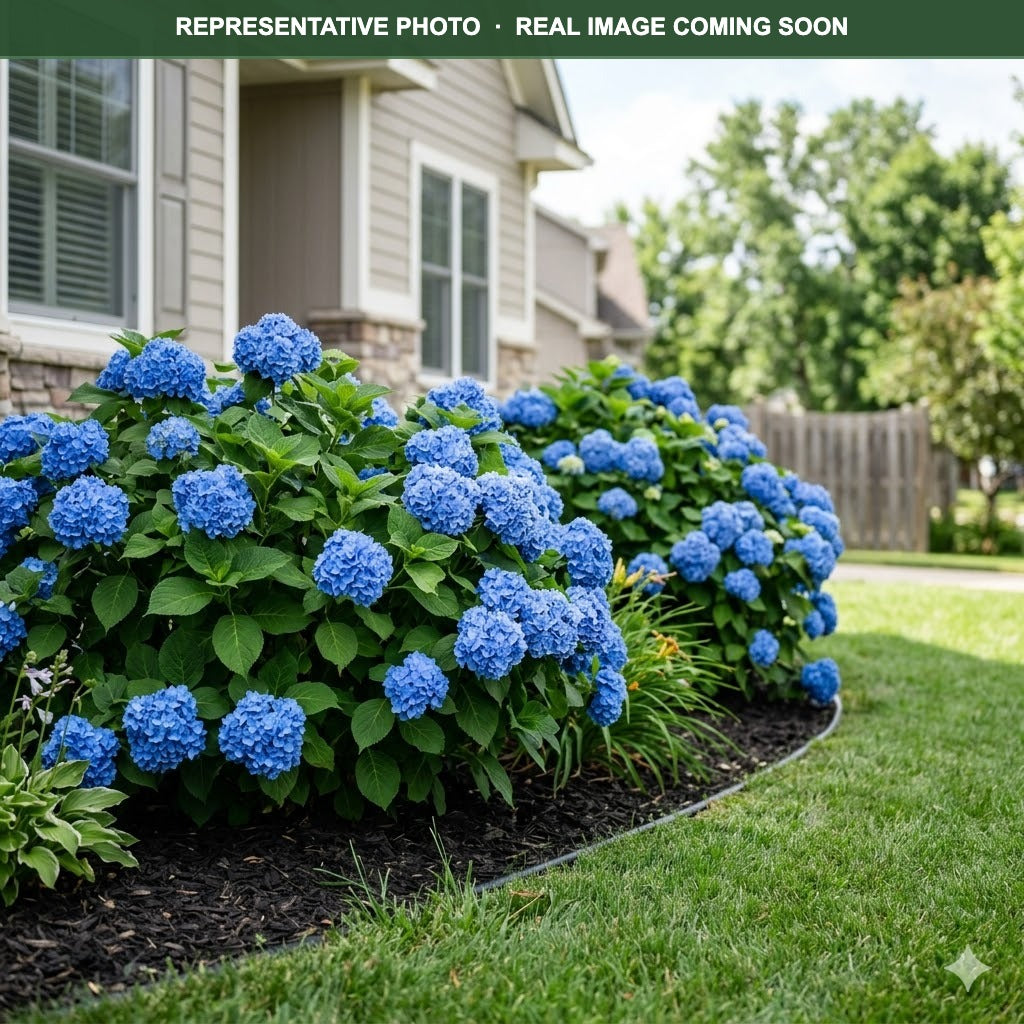 Endless Summer Original Hydrangea (Hydrangea macrophylla) — Bloomington, MN