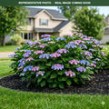 Endless Summer Twist-n-Shout Hydrangea (Hydrangea macrophylla) — Shoreview, MN